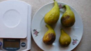 инжир ПОМОРИЙСКИЙ дегустация БРЕБЫ. fig tasting.