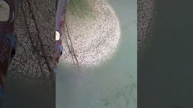 ТРАЛОВЫЙ ПРОМЫСЕЛ ТЮЛЬКА АЗОВСКАЯ