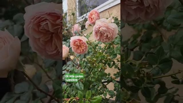 rose vlog 052623 David Austin Abraham Darby climbing rose in pot, one year-zone 10A