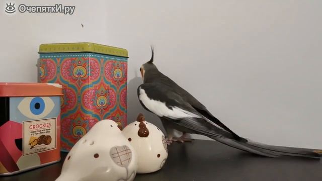 Попугай насвистывает музыку смотреть онлайн