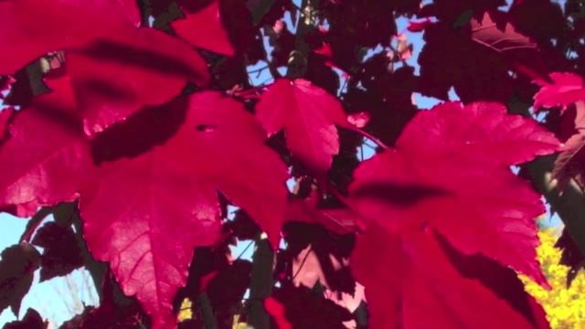 October Glory Maple смотреть онлайн