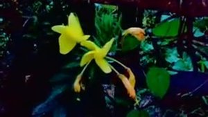 Распускание цветка Энотера (Лунник)