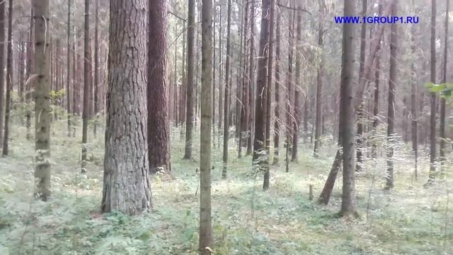 Ориентирование в лесу без компаса смотреть онлайн