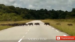 17 видео Охота на Кабана 2019. Подборка точных и не удачных выстрелов, атак и нападений кабана