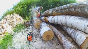 Пилим толстую берёзу. Stihl MS 260 и ECHO CS - 510