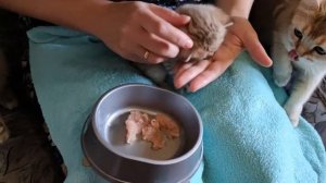 ВВОДИМ МЯСО в рацион питания котенка | С какого мяса начать