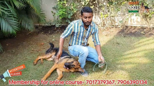 Quickest Way To Stop Puppy / Dog Play Biting | German Shepherd Play Biting Problem (Hindi) смотреть онлайн