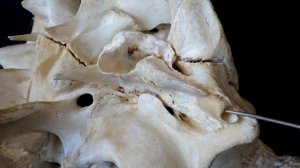 Строение височной кости черепа КРС