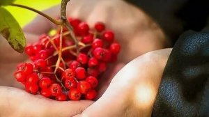 Наша Дарья - Милая роща