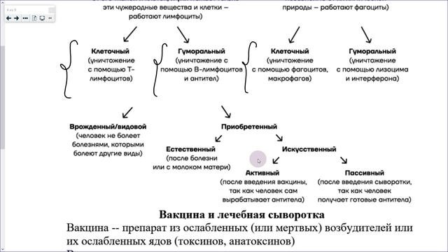 35_Иммунная система