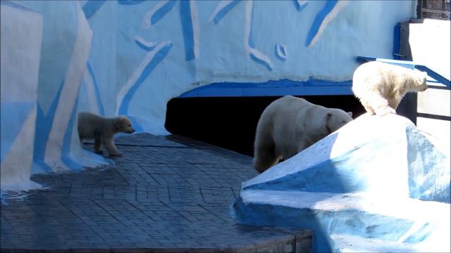 Мишки ходят, бродят кушать просят 22.04.19 смотреть онлайн