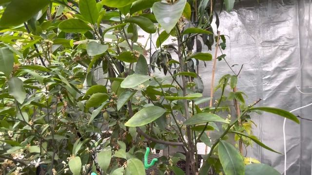 Теплица для цитрусов и экзотов ????????, обзор, февраль 2022 смотреть онлайн