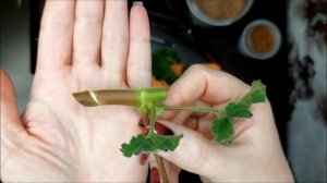 Обрезка и укоренение пеларгонии Lara Harmony. Выпуск от 07.09.22