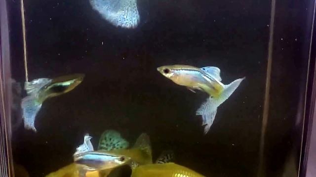 Гуппи Голубая трава смотреть онлайн