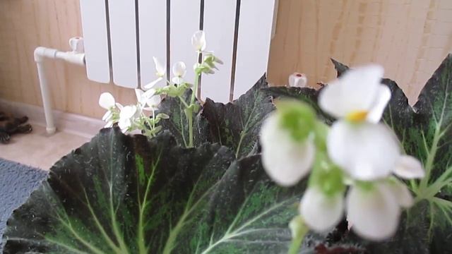 Бегония Борщевиколистная цветёт.?Begonia Borschevikolistnaya blooms. ? смотреть онлайн