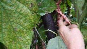 Фасоль Золушка созрела,пора снимать урожай.