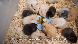 8 Biggest Hamster Myths