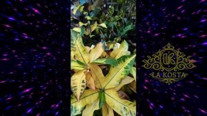 Кодиеум Кротон Миссис Айстон