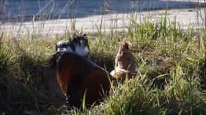Петух кукарекает Как говорит петух - Звук петуха и пение петуха видео - Crowing of rooster