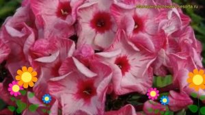 Флокс метельчатый Колесо обозрения. Краткий обзор, описание phlox paniculata Ferris Wheel