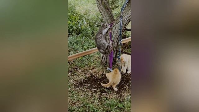 Жизнь котов в деревне без прикрас