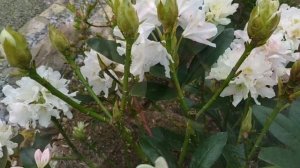 Цветение рододендрона Cunningham's White.