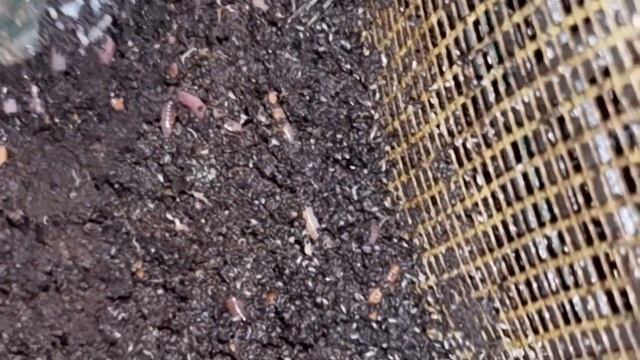 Черви в квартире #4207 смотреть онлайн