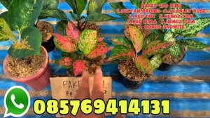 OBRAL PAKET AGLONEMA TERMURAH 50 RIBU DPT 4 POT‼️ PUSAT AGLONEMA MURAH KOLEKSIAN LOKAL #tanaman hia