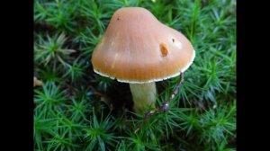 Cortinarius armeniacus