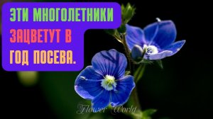Эти многолетники зацветут в год посева.