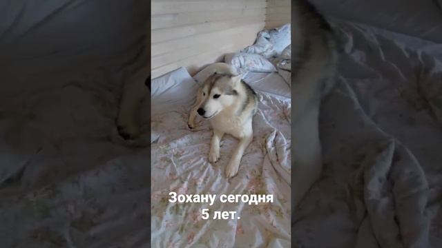 день рождения у #хаски