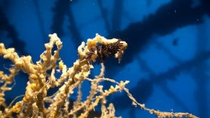 Моллюски Красного моря