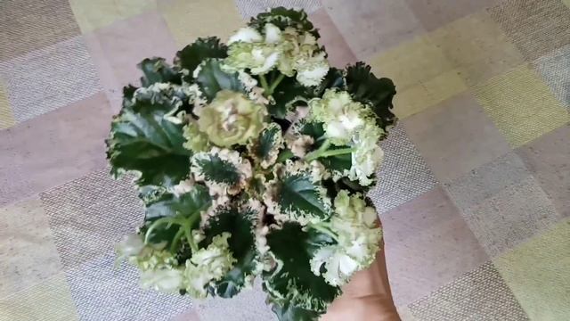 Фиалки у Алисы. Любимые сорта в моей коллекции. смотреть онлайн