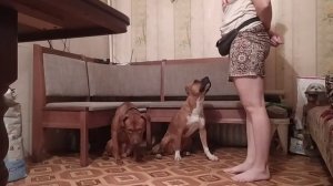 дрессировка питбулей