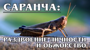 САРАНЧА: Прожорливый "вестник апокалипсиса" | Интересные факты про саранчу и насекомых