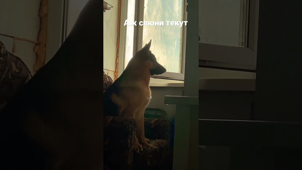 Локи опять в окно слюни пускает смотреть онлайн