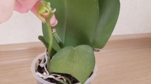 ШИКАРНАЯ орхидея пелорик БАБОЧКА по почте орхидеи почтой phalenopsis PESCARA orchid orchids