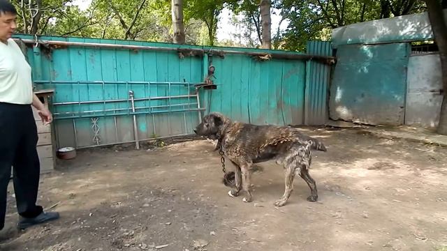 Боец Афган смотреть онлайн