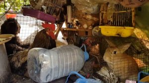 ОТШЕЛЬНИК / ЯЛТА / КРЫМ