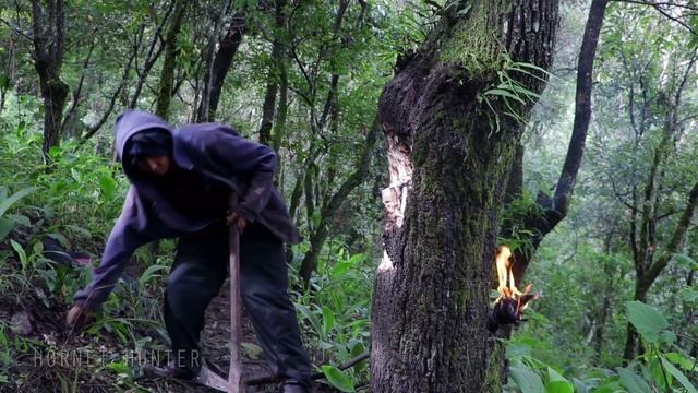 How To Destroy Hornet Nest | How To Destroy Hornets Nest In Tree смотреть онлайн