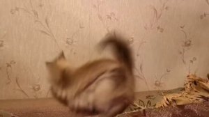 Смешные животные.