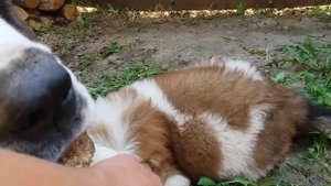 Московская сторожевая (Жужа) и двортерьер (Дора) играют с щенком (Сара)