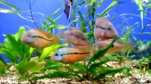 никарагуанская цихлазома