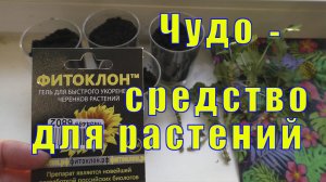 ОХОТА ЗА МНОЙ/ ФИТОКЛОН/ ЧУДО - СРЕДСТВО ДЛЯ ЦВЕТОВ /14 июня 2023