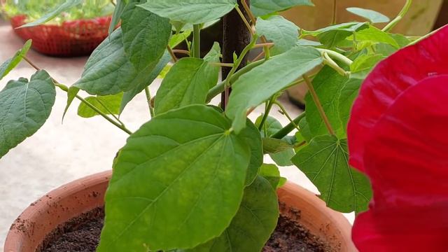 Mother India hibiscus 🌺 plant care смотреть онлайн