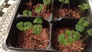 Сальвия из семян. Успейте посеять.