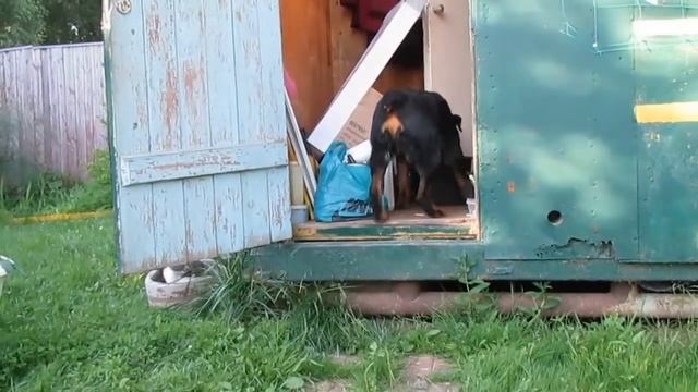 Ротвейлер на даче.Rottweiler in the country