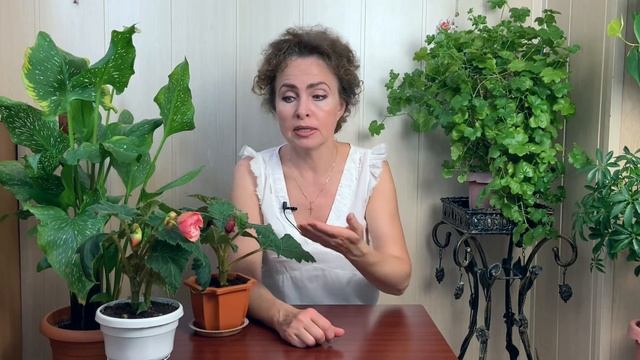 БЕГОНИЯ Секреты и Особенности ухода в домашних условиях. смотреть онлайн