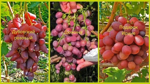 @Какой вкуснее виноград: Дюжина, Дубовский розовій или Подарок Ирине? смотреть онлайн