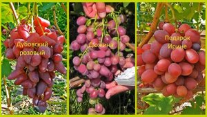 @Какой вкуснее виноград: Дюжина, Дубовский розовій или Подарок Ирине?